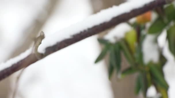 Close Rhododendron Winter Season Covered Snow — Vídeo de stock