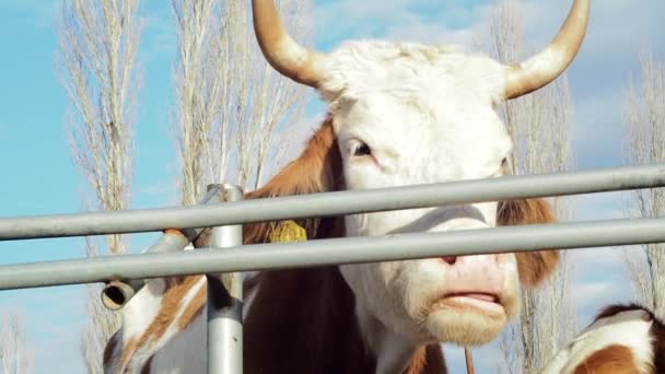 Mother Cow Itching Iron Fence Calf Her — Vídeo de Stock