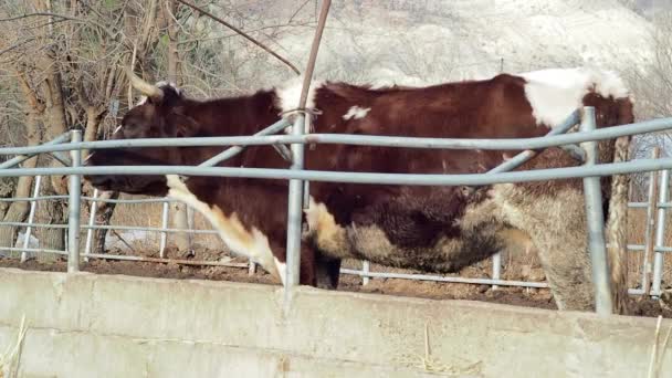 Две Коровы Внутри Железного Забора Ферме — стоковое видео