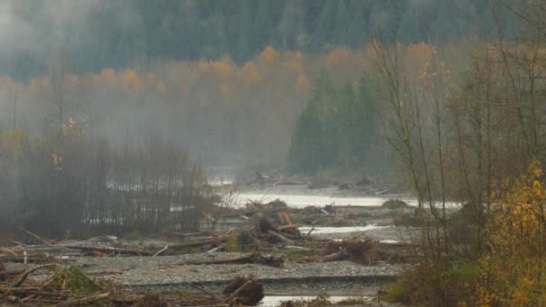 Naturkatastrophen Landschaft Wald Mit Baumstämmen Überschwemmungen Abbotsford British Columbia — Stockvideo