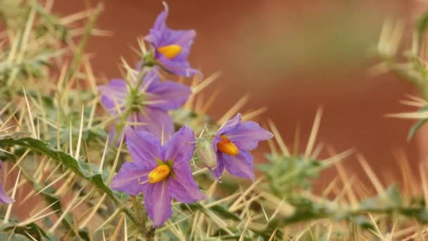 Sombrilla Hoja Plateada Tienen Espigas — Vídeos de Stock