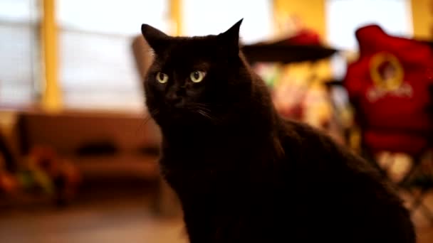 Portrait Black Cat Standing Still Walking Camera Close Bad Luck — Vídeo de Stock