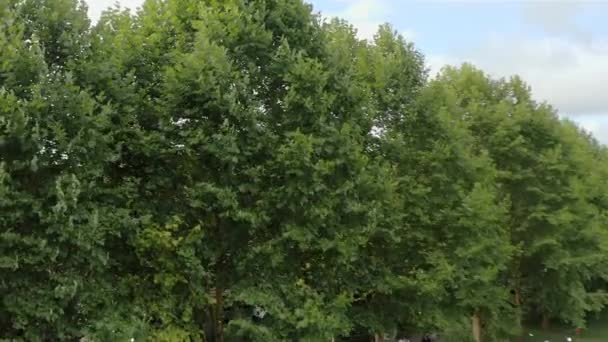 Drone Révélant Lieu Mariage Dans Champ Vert Sous Arbre Avec — Video