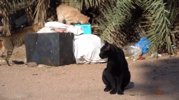 かわいい猫たちが座って歩き回って — ストック動画