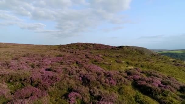 Βόρεια Υόρκη Moors Εναέρια Πτήση Πάνω Από Καλοκαίρι Μωβ Ρείκια — Αρχείο Βίντεο