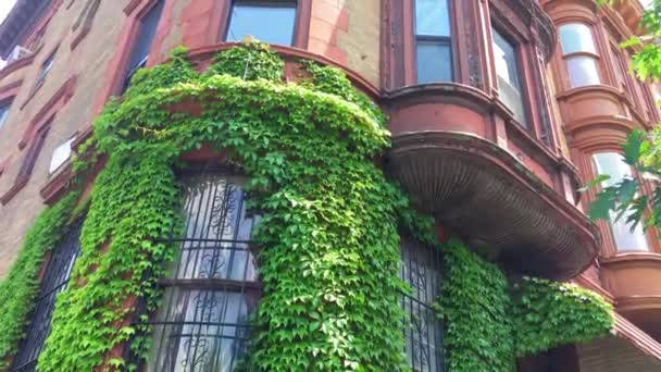 Gorgeous Ivy Covered Brownstone Brooklyn Nyc — Stock video
