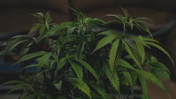 Small Cannabis Plant Cbd Thc Diy Medical Pot Farming Dark — Vídeo de Stock