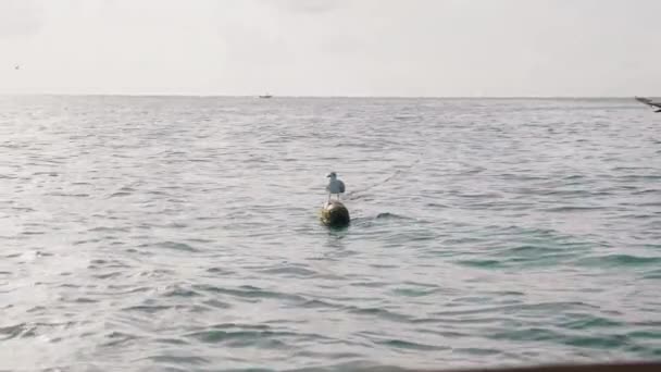Seagull Surfing Ενώ Πελεκάνος Πετά Από — Αρχείο Βίντεο