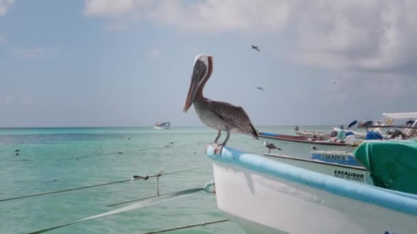 Pelican Chilling Boat — Stock Video