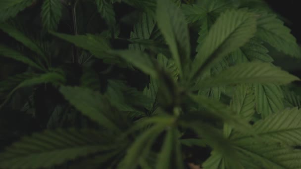 Marijuana Cannabis Leaf Closeup Fixed Position Observing Details Patterns Ripples — Vídeo de Stock