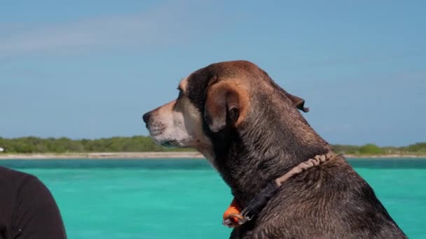 Cão Barco Navegando — Vídeo de Stock