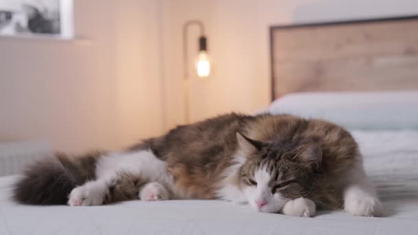 Stabilimento Colpo Gatto Peloso Che Dorme Sul Letto Una Camera — Video Stock