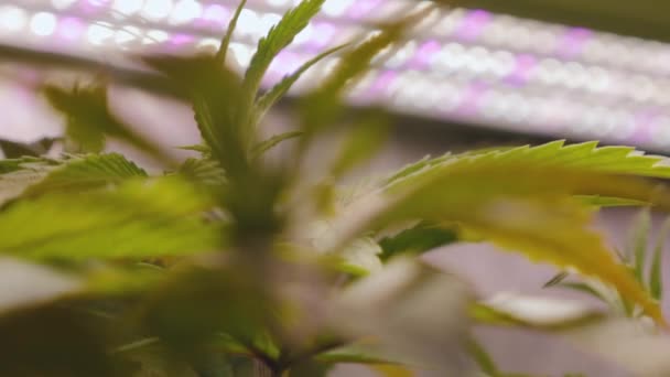 Multicolored Led Lights Switching Focus Small Cannabis Plant Growing Bright — Stockvideo