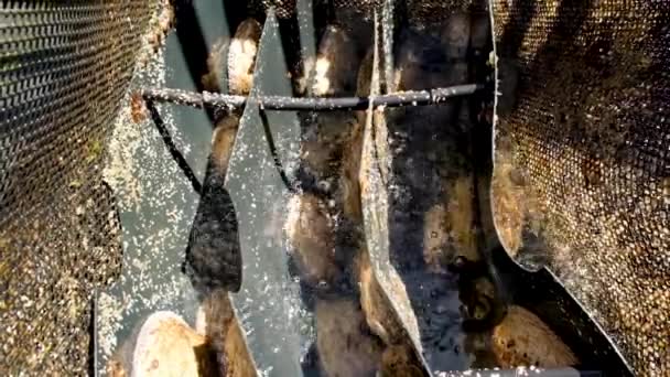 Besar Hidup Abalon Spesimen Dalam Keranjang Dalam Tangki Aerated Pertanian — Stok Video