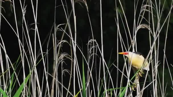 Little Bittern Perched Reeds Flying Slow Motion — Stockvideo