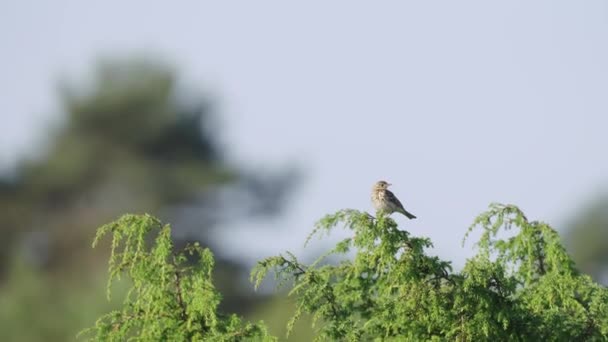 Female Stonechat Perched Green Branch Bokeh Background Wide Angle Handheld — Vídeo de Stock