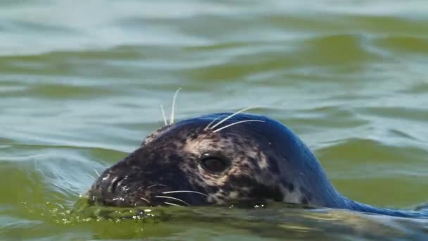 Closeup Head Common Seal Swimming Water Sunny Day Tracking Shot — Stock videók