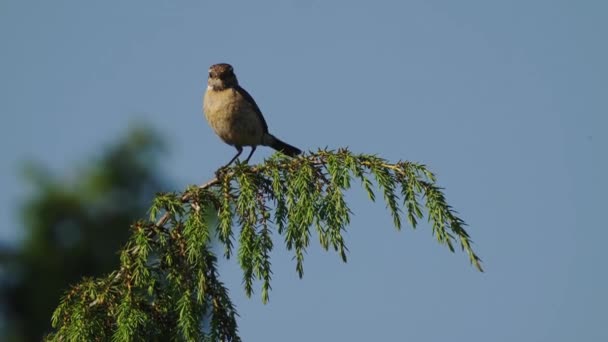 Female Stonechat Perched Green Branch Looking Calling Out Slow Motion — Vídeo de Stock