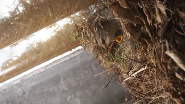 Yuvadaki Genç Wren Piliçleri Anne Wen Ile Yemek Stiyor Kuş — Stok video