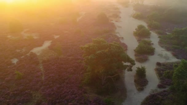 Stunning Aerial Drone View Veluwe National Park Netherlands Heath Fields — Video