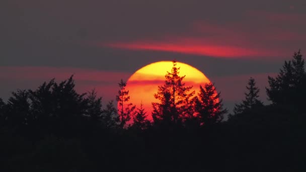 Amazing Telephoto Sunset Sun View Behing Pine Tree Forest Evening — Video Stock