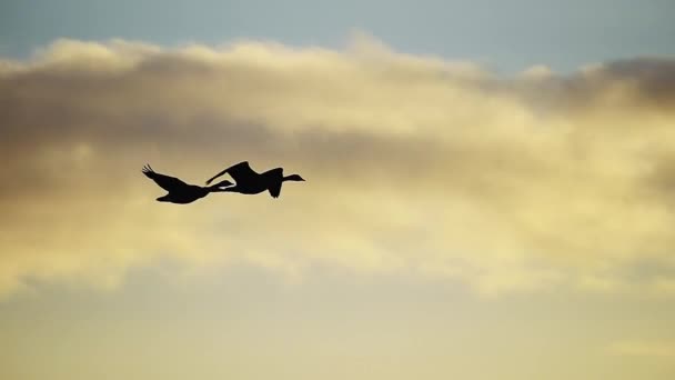 Silhuett Två Flygande Gäss Mot Varningens Orange Solnedgång Himmel Slow — Stockvideo