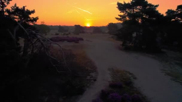 Letecké Létání Nízko Podél Lesní Stezky Zpomaluje Stoupání Odhalení Zářivé — Stock video