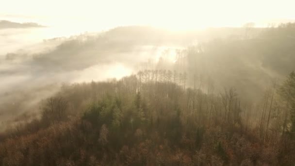 Sol Brilhante Baixo Brilhando Através Das Árvores Nuas Denso Nevoeiro — Vídeo de Stock