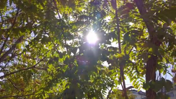 Kijkend Naar Zon Die Schijnt Door Heldergroene Boombladeren Het Bos — Stockvideo