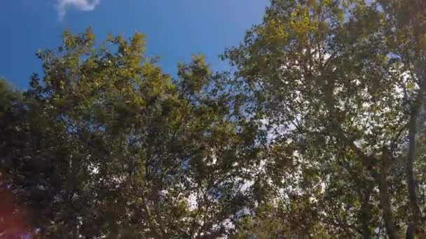 日の出カメラの公共のランプで旅行中に緑の木々の下を歩く 森の中の明るい緑の木の葉を通して輝く太陽を見上げて — ストック動画