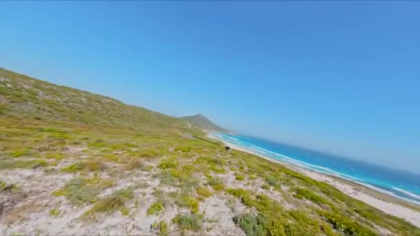 Fpv无人驾驶飞机向南非好望角海滩附近的一只鸵鸟飞去 并在它周围盘旋 — 图库视频影像