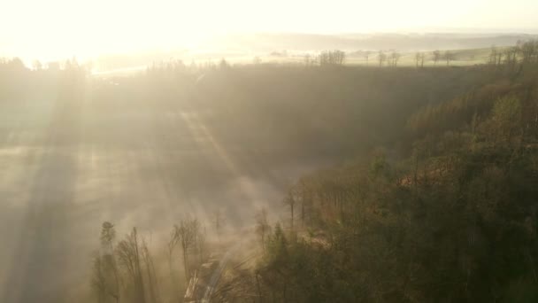 Route Forestière Menant Travers Une Forêt Sèche Hiver Allemagne Pendant — Video