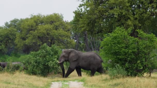 Elefantenherde Spaziert Durch Gras Und Büsche Moremi Game Reserve Botswana — Stockvideo
