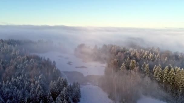 低雲霧で雪上の松の木や畑を飛び回るドローンショット — ストック動画