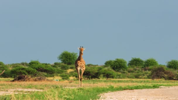 Giraffe Headway Savannah Central Kalahari Game Reserve Botswana Wide Shot — Stock Video