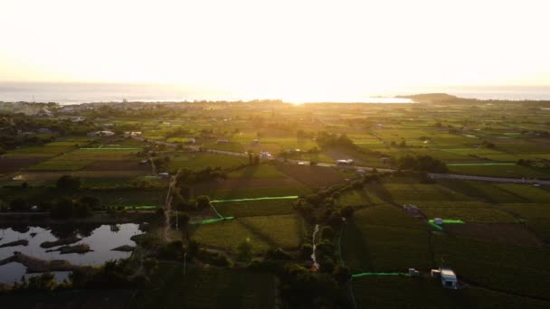 Aerial Sunset View Thai Vineyard Farming Agricultural Field Nui Chua — Vídeo de Stock