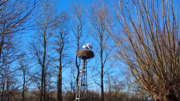 緑豊かな木々と青空に囲まれた公園の巣に立つ2つのコウノトリ背景 — ストック動画