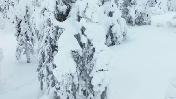 Aerial View Woman Snowshoeing Middle Snow Covered Trees Lapland Orbit — стокове відео