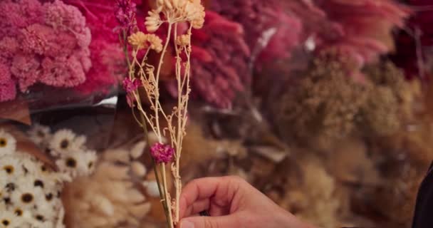 Mãos Femininas Com Flores Secas Cremalheira Flores Fundo Gimbal Perto — Vídeo de Stock