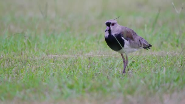 High Alert Shield Southern Lapwing Vanellus Chilensis Standing Open Field — Stock Video