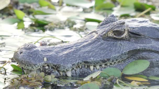 Cold Blooded Reptile Yacare Caiman Soaking Swampy Water Eyes Half — Video