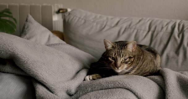 Katze Ruhig Und Schlafend Auf Einem Grauen Sofa Wohnzimmer — Stockvideo