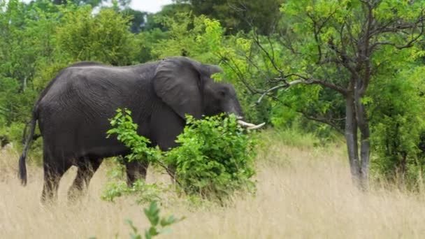 在博茨瓦纳莫雷米野生动物保护区茂密的亚热带森林中散步的非洲布什象 跟踪射击 — 图库视频影像