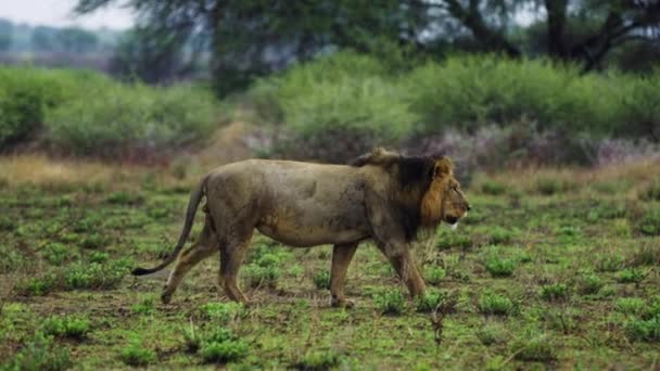 Ausgewachsene Männliche Löwen Gehen Durch Die Savanne Des Zentralen Kalahari — Stockvideo