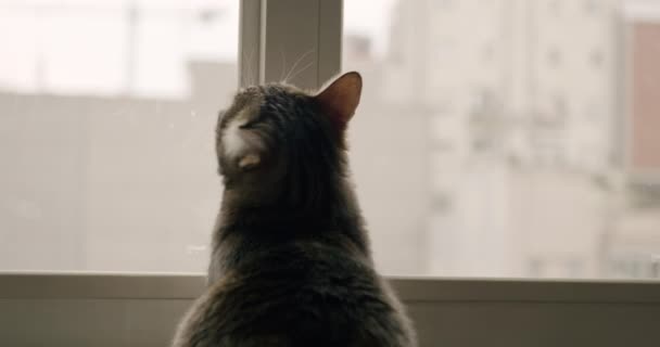 Slow Motion Back Cat Looking Window — Stock Video