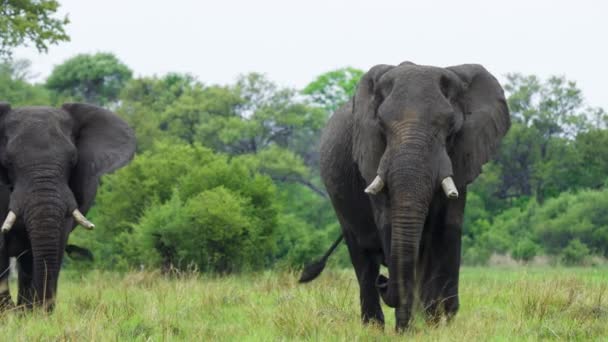 在博茨瓦纳莫雷米野生动物保护区 Moremi Game Reserve 的萨凡纳游行非洲象 慢动作 — 图库视频影像