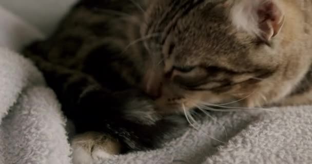 Cat Sleeping While Being Caught Hides Her Face Her Body — Stock video