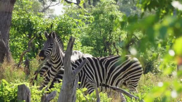 African Wildlife Zebra Shade Bushes Moremi Game Reserve Botswana Colpo — Video Stock