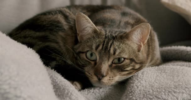 Porträt Einer Verschlafenen Katze Mit Einem Geschlossenen Auge Auf Einem — Stockvideo
