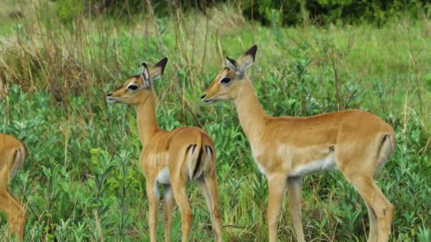 在博茨瓦纳莫雷米野生动物保护区 年轻的斯普林博克人群居在茂密的丛林里 特写镜头 — 图库视频影像